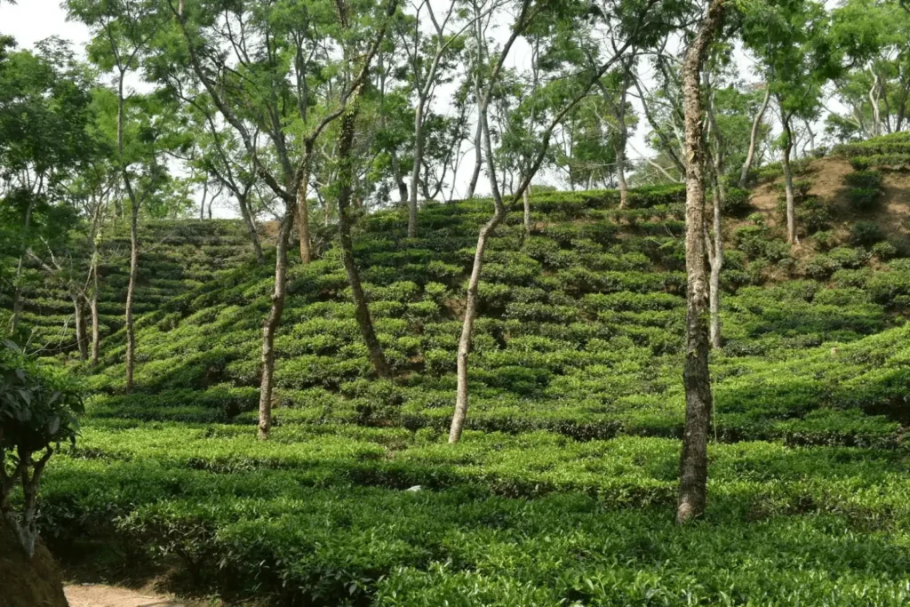 Tea Garden in Sreemangal