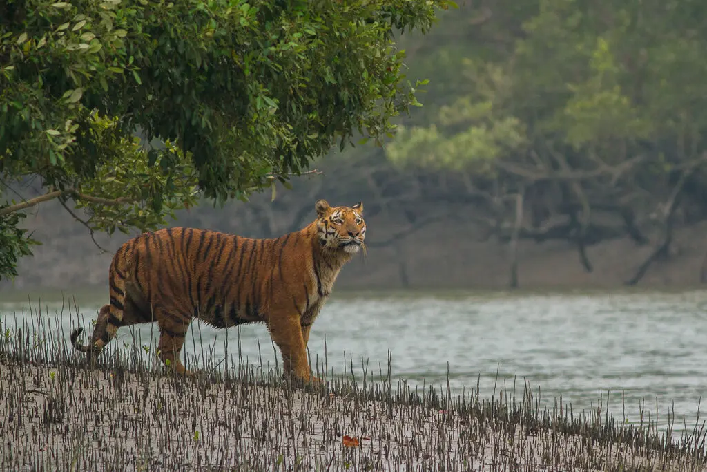 Sundarban_Tiger