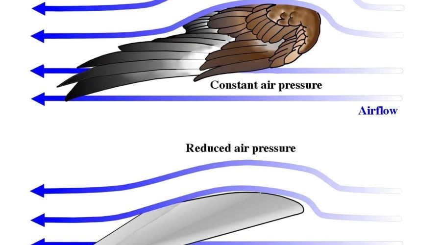 Bird Wings VS Airplane Wings