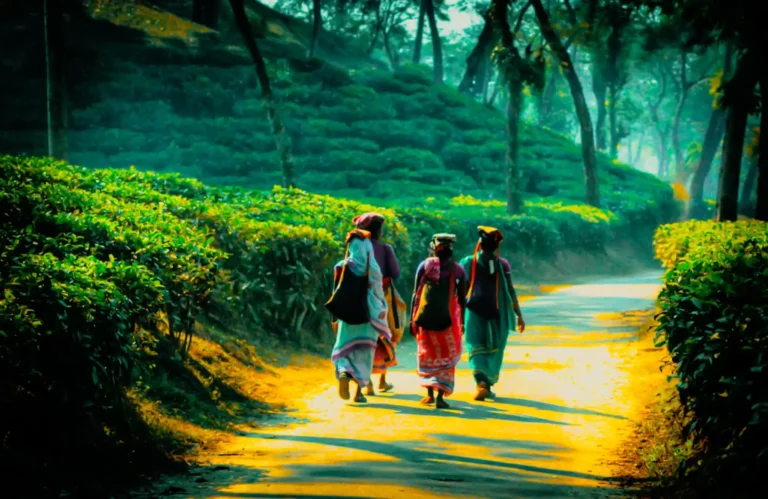 Tea Garden, Sreemangal - By Fahim Ahmed